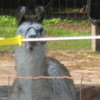 How cute are llamas? This guy hangs out by our cottage in Michigan. valandvic4ever photo